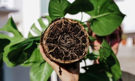 RootEd – Supporting sustainable intensification of agricultural production