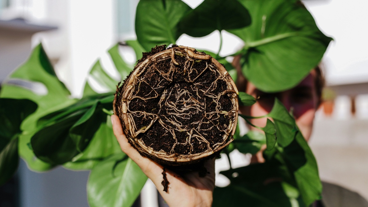 Photo of dissected plant bulb showing roots