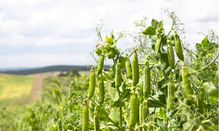 DIVERSICROP – Learning from the past to solve future food production challenges