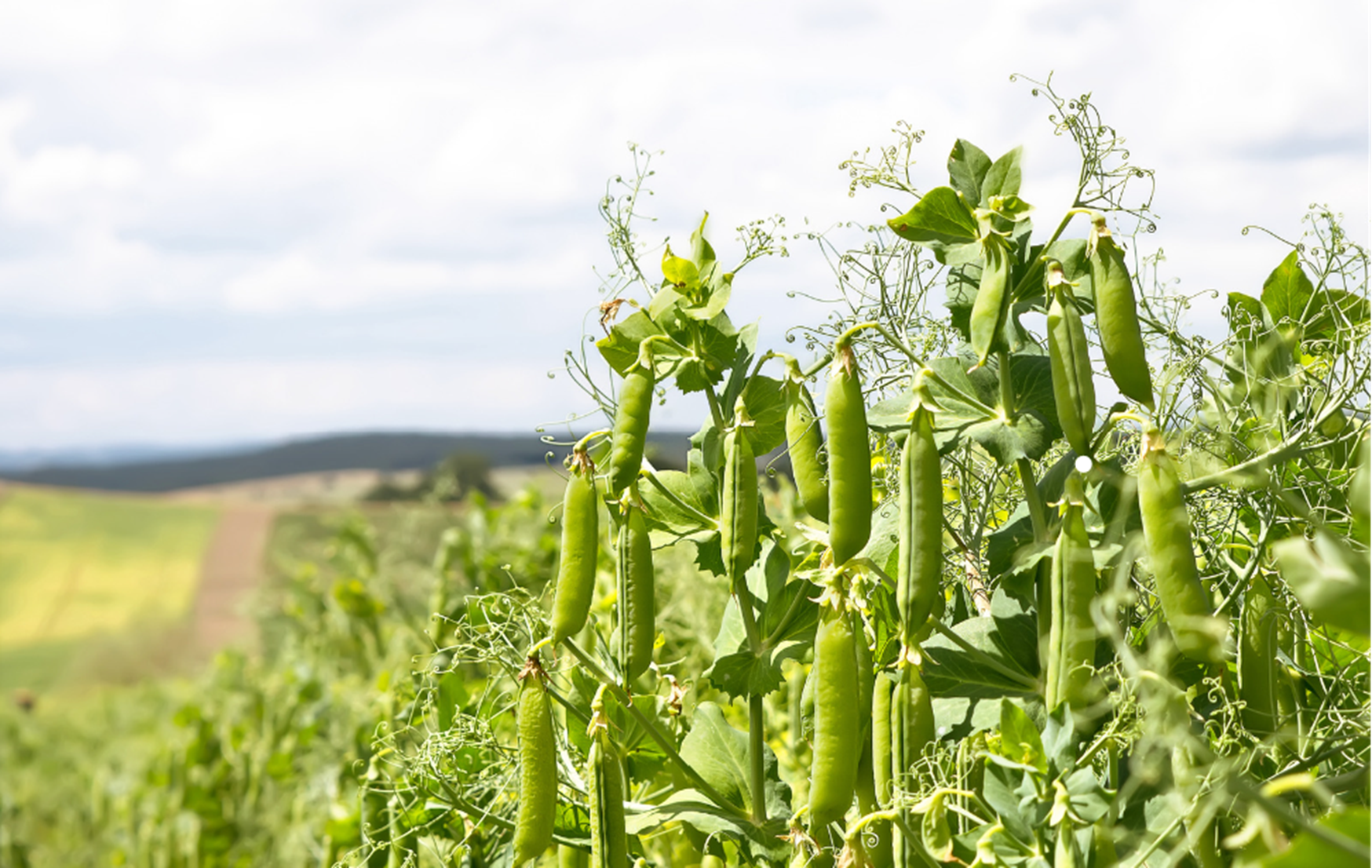 DIVERSCROP project - peas-in-field
