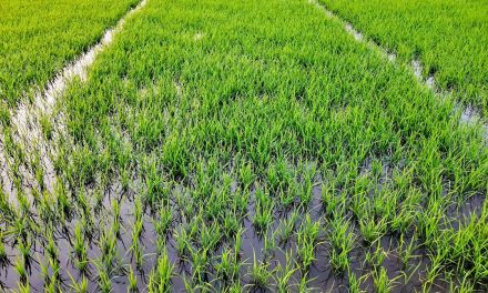 Horizon Europe Cluster 6: Funding Opportunities for Environment and Climate Action