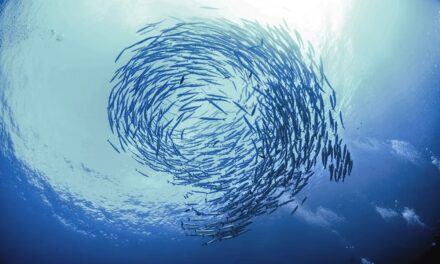 Cluster 6 and the Mission to Restore Our Ocean and Waters by 2030